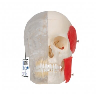 „BONElike ™“ žmogaus kaukolės modelis, pusiau skaidrus ir pusiau kaulinis, 8 dalys