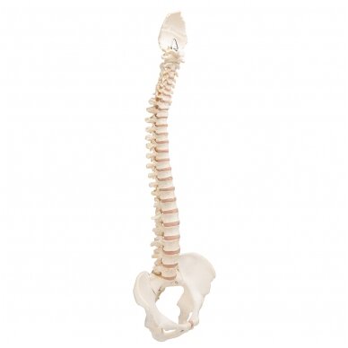 BONElike ™ žmogaus stuburo modelis 2