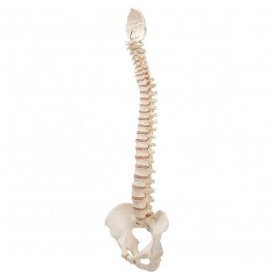 BONElike ™ žmogaus stuburo modelis 3