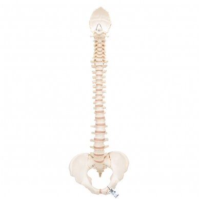 BONElike ™ žmogaus stuburo modelis BONElike ™ žmogaus stuburo modelis