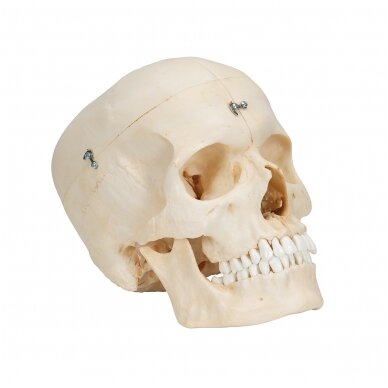 „BONElike ™“ žmogaus kaukolės kaulų modelis, 6 dalys 2
