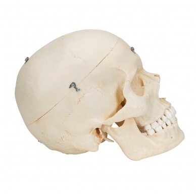 „BONElike ™“ žmogaus kaukolės kaulų modelis, 6 dalys 3