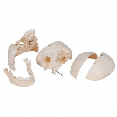 „BONElike ™“ žmogaus kaukolės kaulų modelis, 6 dalys 4