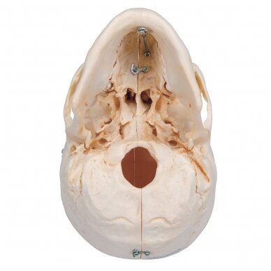 „BONElike ™“ žmogaus kaukolės kaulų modelis, 6 dalys 5