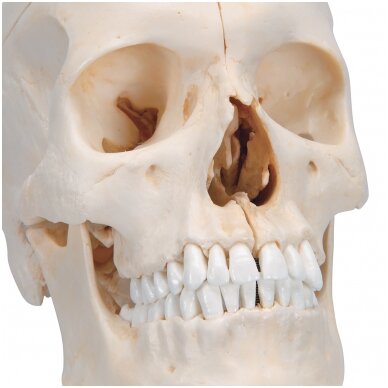 „BONElike ™“ žmogaus kaukolės kaulų modelis, 6 dalys 6