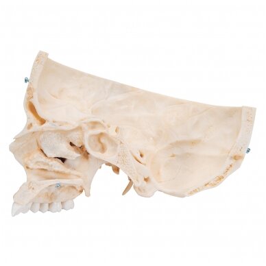 „BONElike ™“ žmogaus kaukolės kaulų modelis, 6 dalys 7