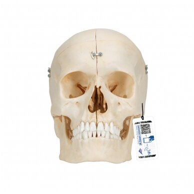 „BONElike ™“ žmogaus kaukolės kaulų modelis, 6 dalys