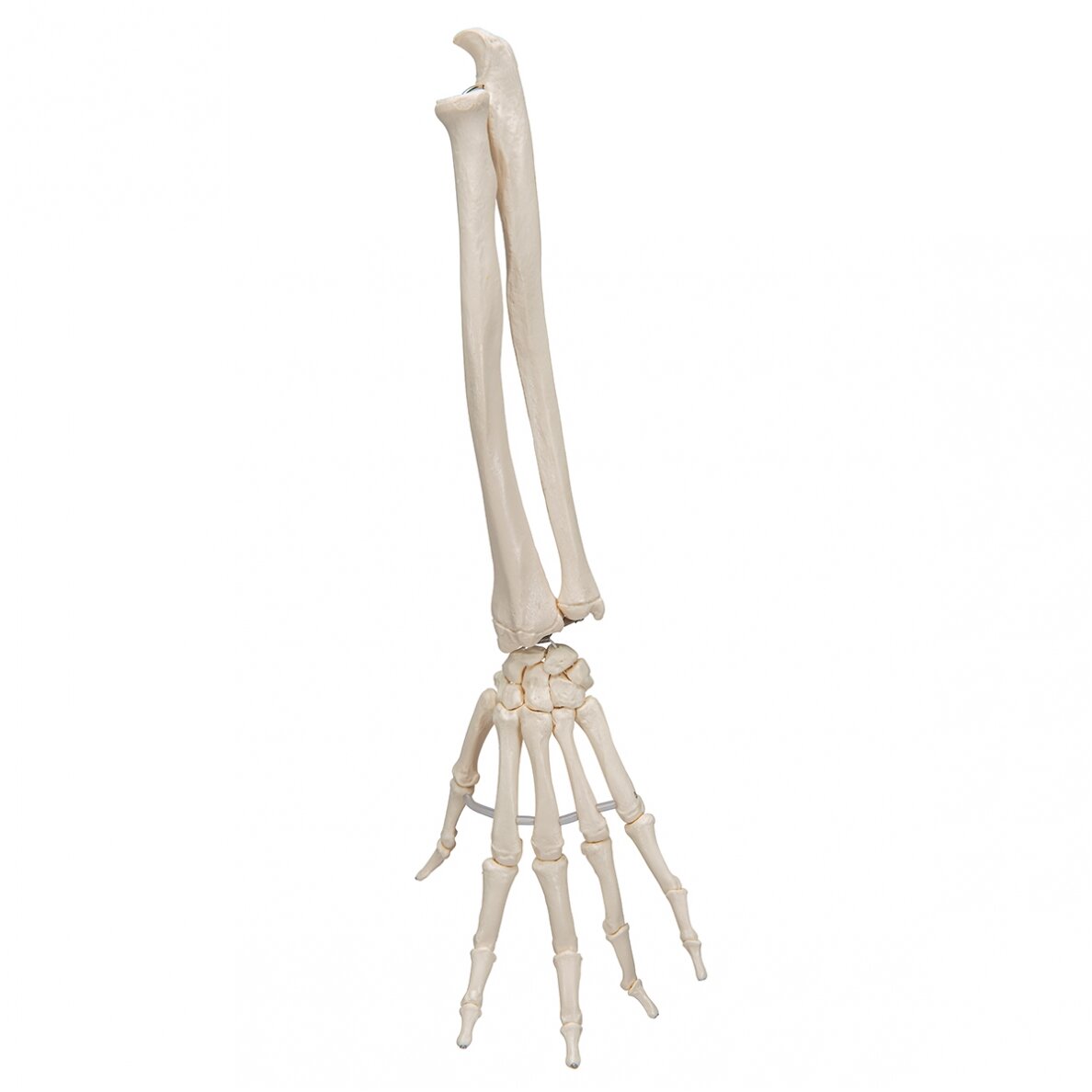 Dalinai sutvirtintas žmogaus rankos kaulų modelis su alkūnkauliu ir stipinkauliu 4 Dalinai sutvirtintas žmogaus rankos kaulų modelis su alkūnkauliu ir stipinkauliu 4