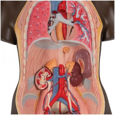 Deluxe afrikietiškos kilmės žmogaus dvigubos lyties torsas, 24 dalys 5 Deluxe afrikietiškos kilmės žmogaus dvigubos lyties torsas, 24 dalys 5