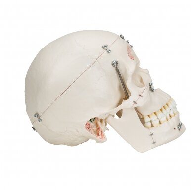 Deluxe odontologinis kaukolės modelis, 10 dalių 2
