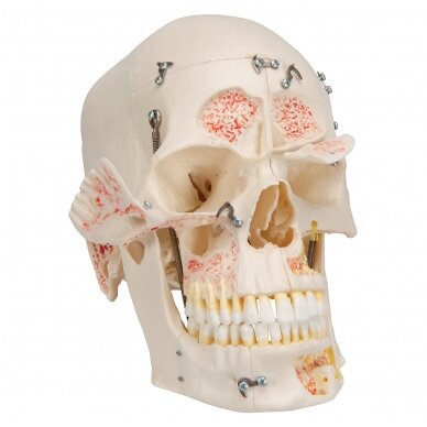 Deluxe odontologinis kaukolės modelis, 10 dalių 5