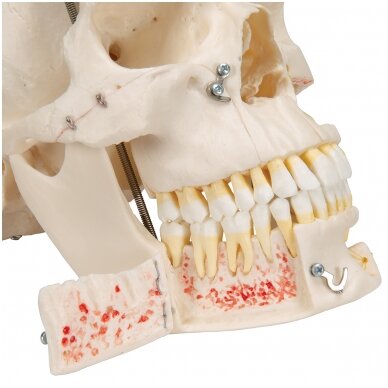 Deluxe odontologinis kaukolės modelis, 10 dalių 6