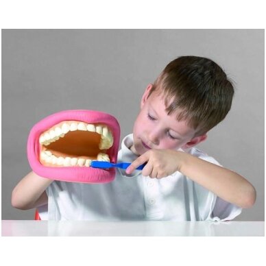 Didelis dantų demonstracinis modelis 2