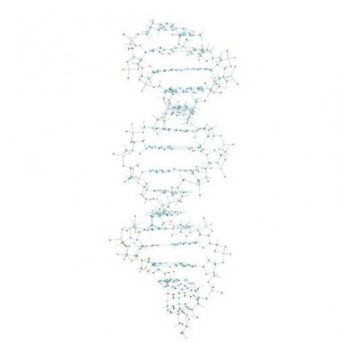 DNR modelis