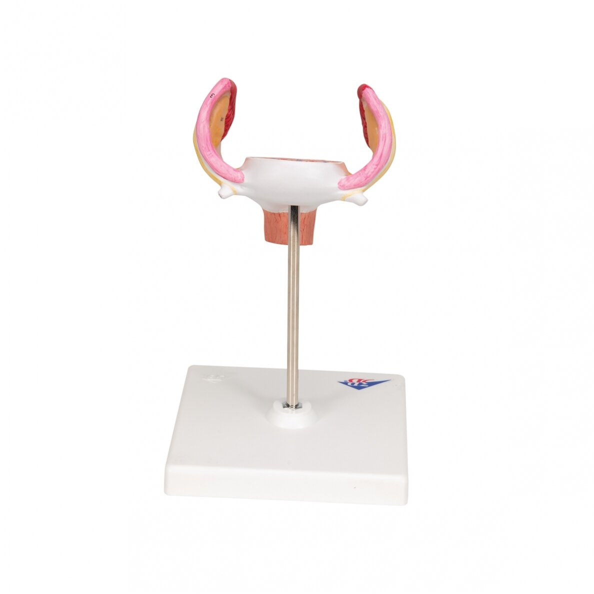 Embriono modelis, 1 mėn. 4