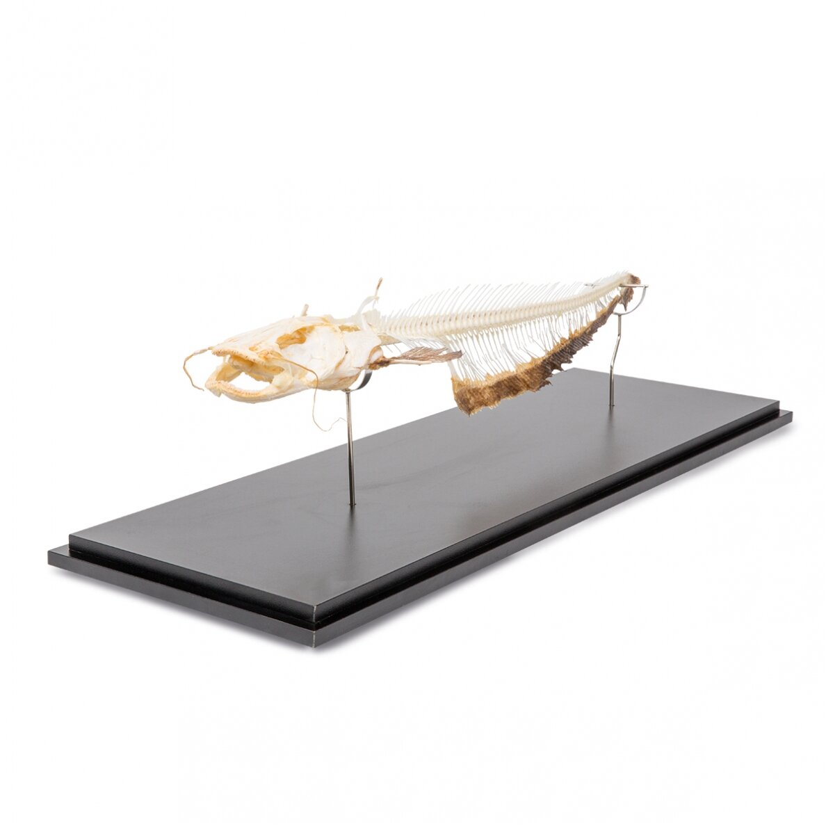 Europinio šamo (Silurus glanis) skeletas, pavyzdys 1