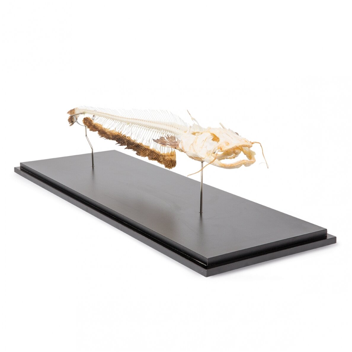 Europinio šamo (Silurus glanis) skeletas, pavyzdys 3 Europinio šamo (Silurus glanis) skeletas, pavyzdys 3