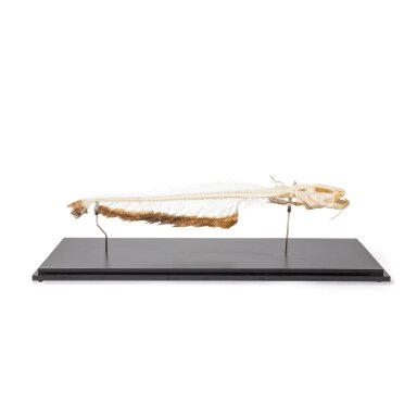Europinio šamo (Silurus glanis) skeletas, pavyzdys Europinio šamo (Silurus glanis) skeletas, pavyzdys