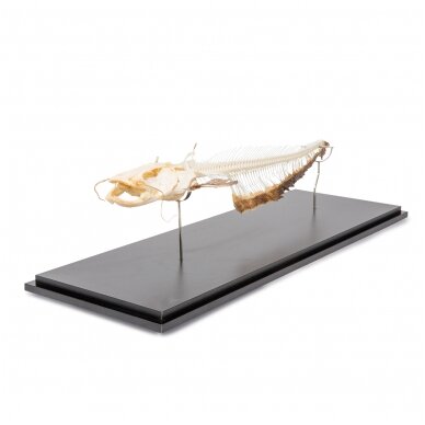 Europinio šamo (Silurus glanis) skeletas, pavyzdys 1 Europinio šamo (Silurus glanis) skeletas, pavyzdys 1