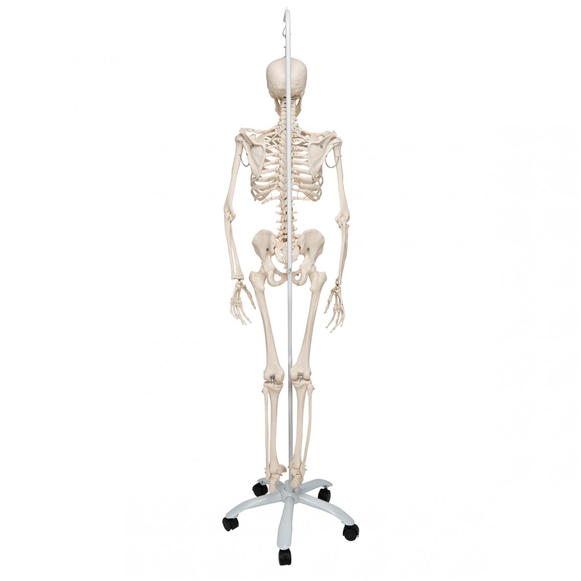 Fiziologinis žmogaus skeleto modelis "Phil", kabantis 3