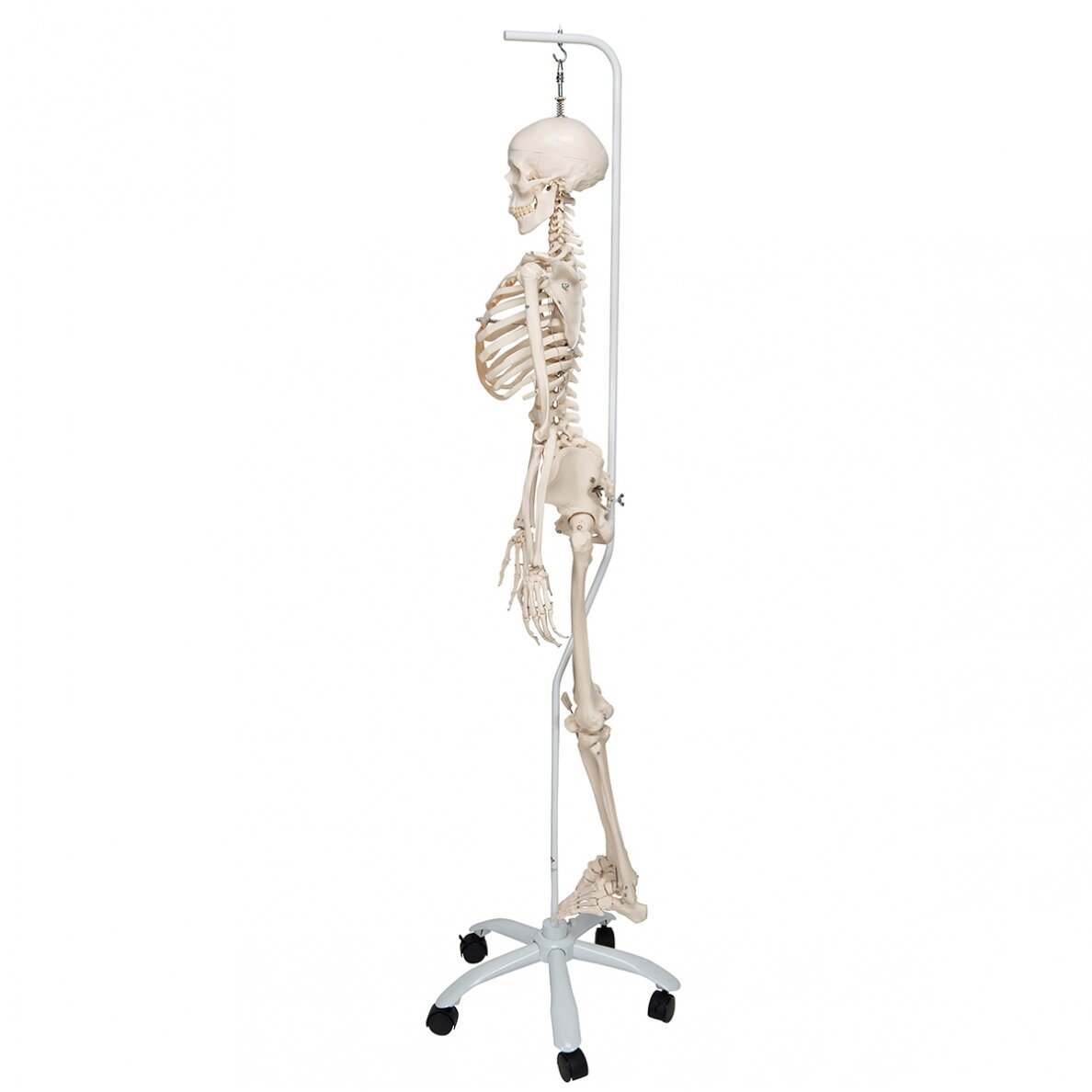 Fiziologinis žmogaus skeleto modelis "Phil", kabantis 4