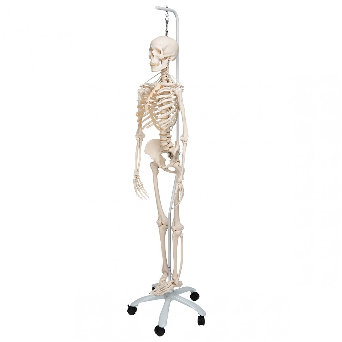 Funkcinis ir fiziologinis žmogaus skeleto modelis "Frank", kabantis 3
