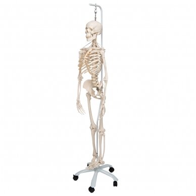 Funkcinis ir fiziologinis žmogaus skeleto modelis "Frank", kabantis 3