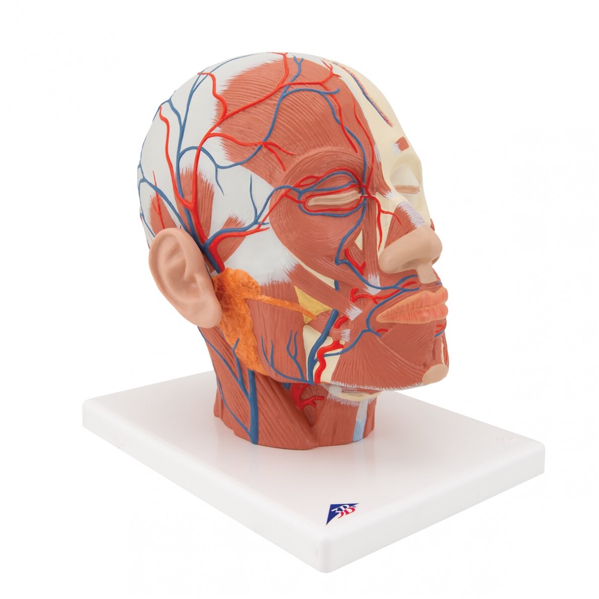 Galvos raumenų modelis su kraujagyslėmis 2