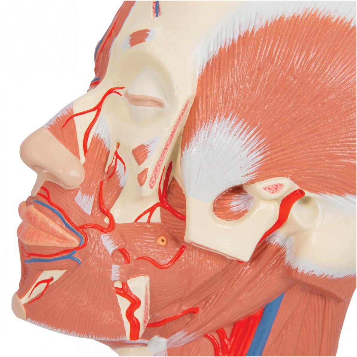 Galvos raumenų modelis su kraujagyslėmis 7 Galvos raumenų modelis su kraujagyslėmis 7