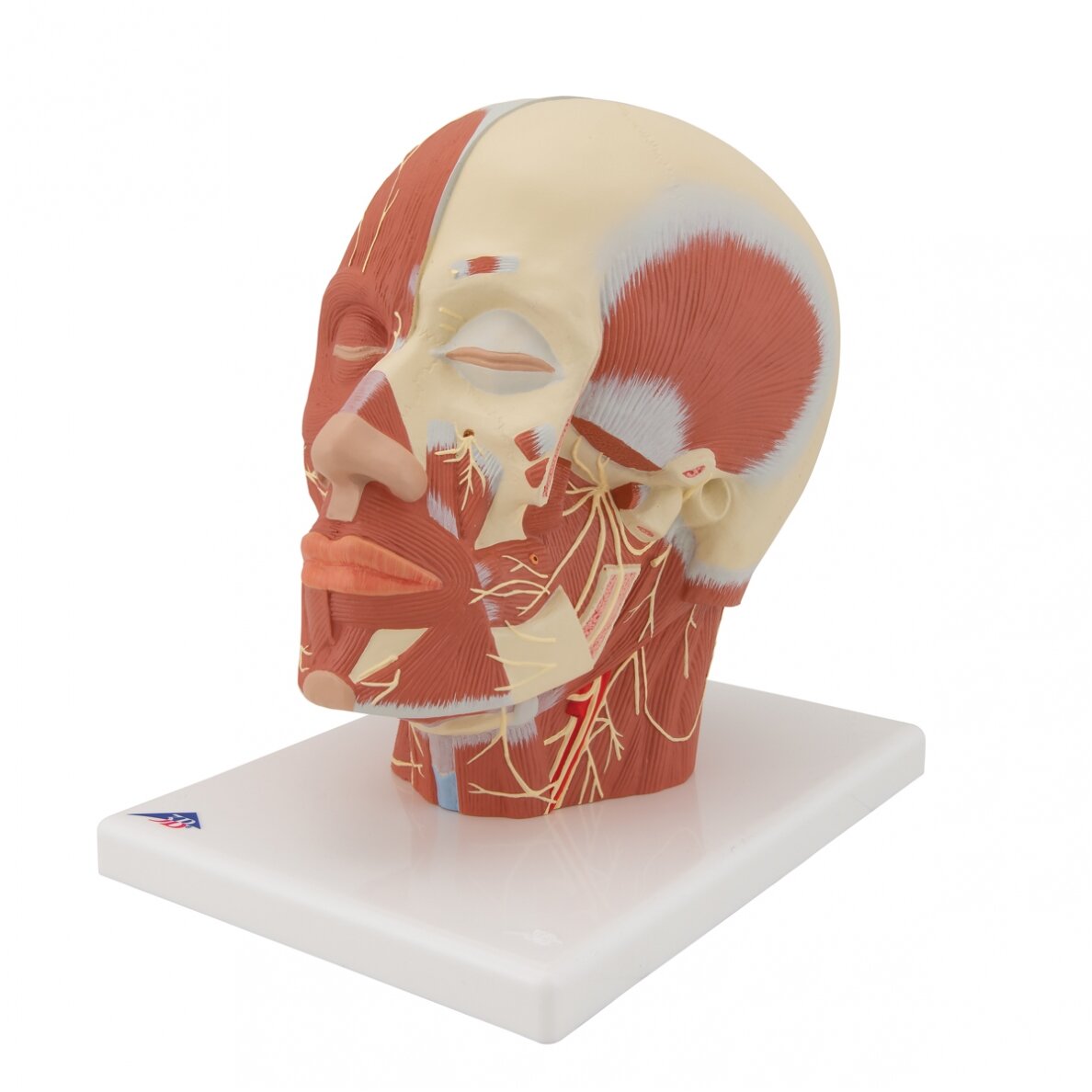 Galvos raumenų modelis su nervais 6