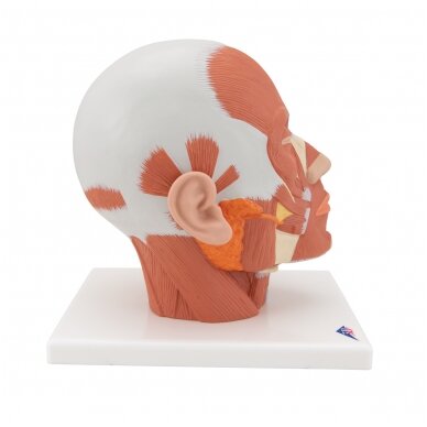 Galvos raumenų modelis 3