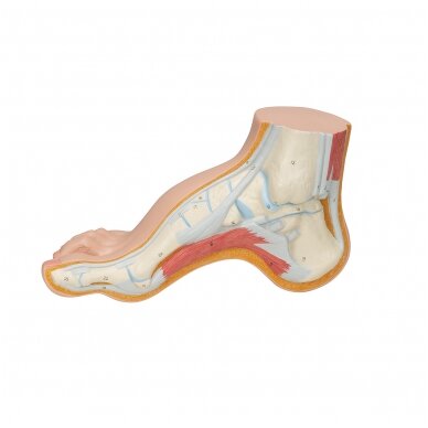 Gaubtos pėdos (Pes Cavus) modelis 5 Gaubtos pėdos (Pes Cavus) modelis 5