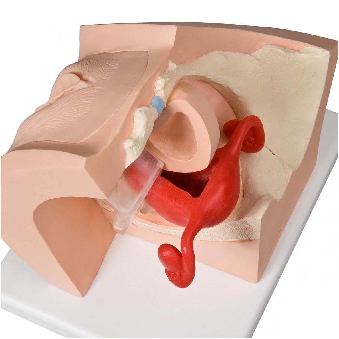 Ginekologinis modelis, skirtas medicininiam paciento švietimui 1 Ginekologinis modelis, skirtas medicininiam paciento švietimui 1