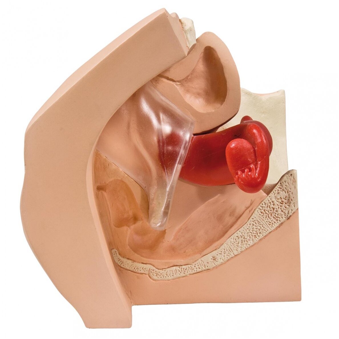 Ginekologinis modelis, skirtas medicininiam paciento švietimui 4