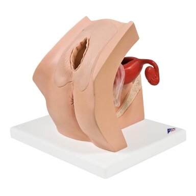 Ginekologinis modelis, skirtas medicininiam paciento švietimui