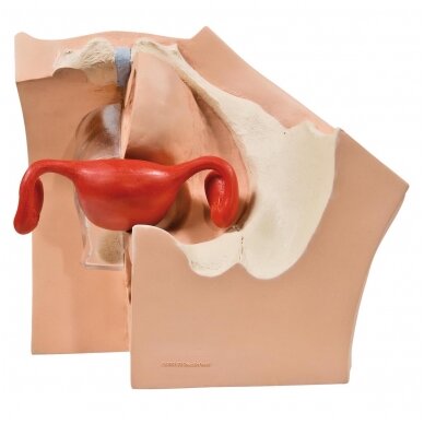 Ginekologinis modelis, skirtas medicininiam paciento švietimui 3