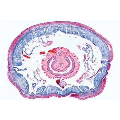 Gyvenimas dirvožemyje - mikroskopiniai preparatai Gyvenimas dirvožemyje - mikroskopiniai preparatai