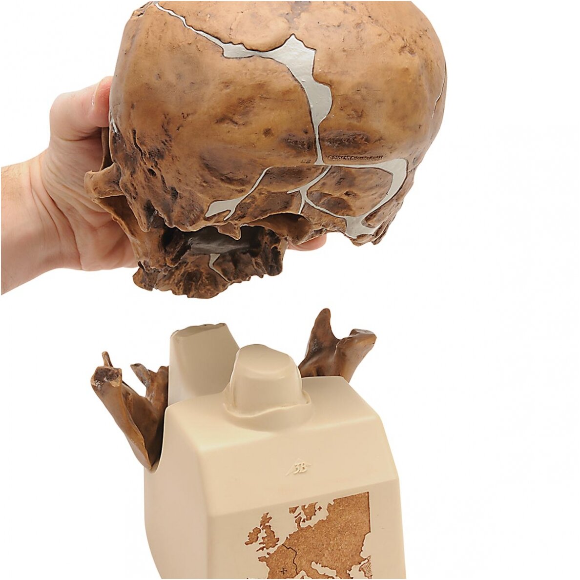 Homo Neanderthalensis kaukolė (La Chapelle-aux-Saints 1) 1