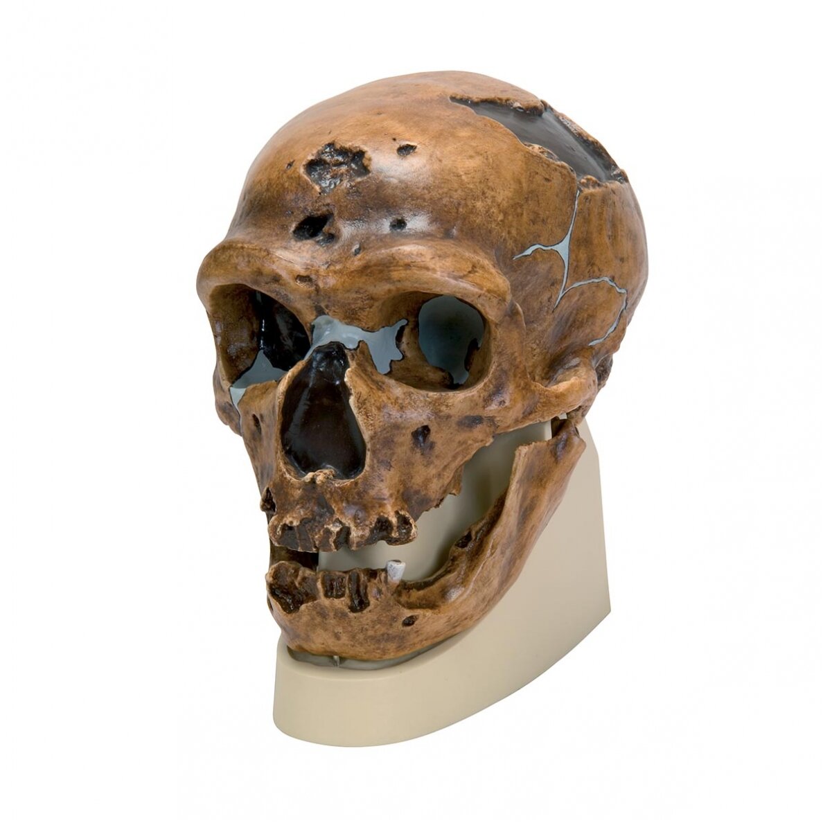 Homo Neanderthalensis kaukolė (La Chapelle-aux-Saints 1) Homo Neanderthalensis kaukolė (La Chapelle-aux-Saints 1)