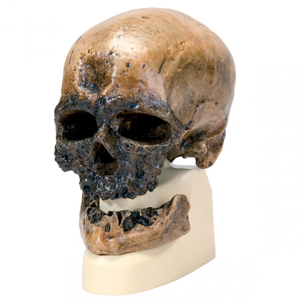Homo Sapiens kaukolė (Cro-Magnon) Homo Sapiens kaukolė (Cro-Magnon)