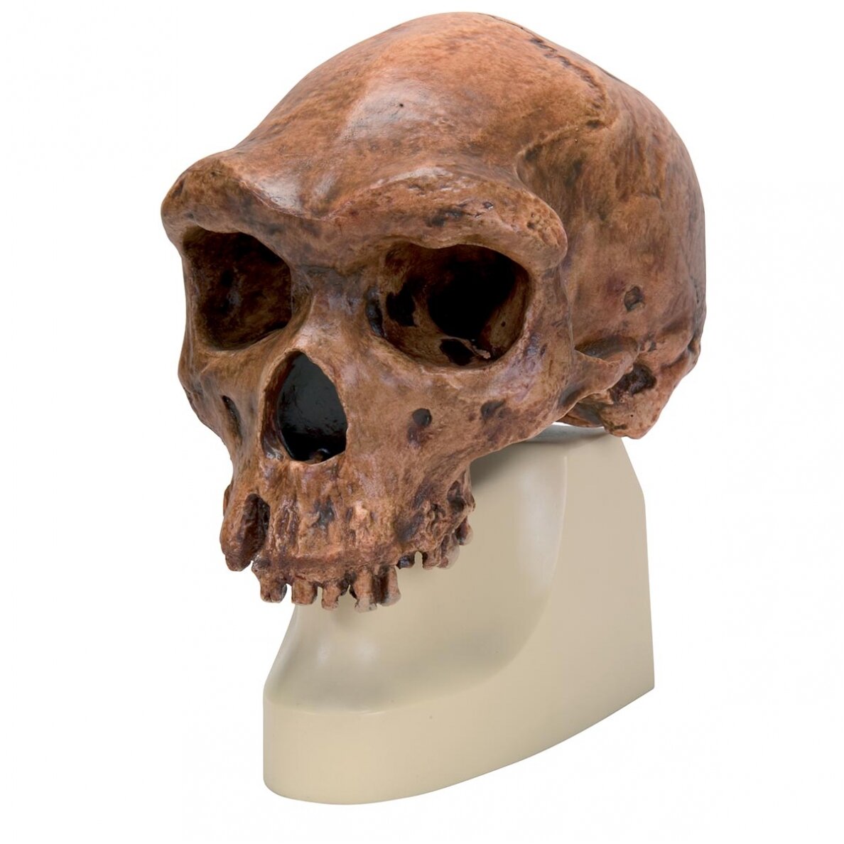 Homo rhodesiensis kaukolė (Broken HillŸ Woodward, 1921 m.)
