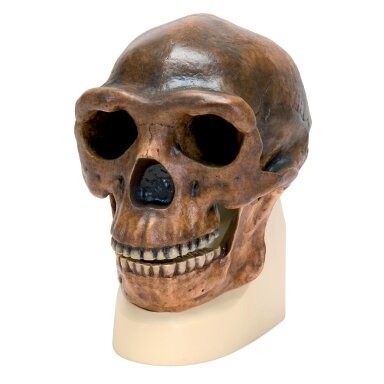 Homo erectus pekinensis (Pekino žmogaus) kaukolė (Weidenreich , 1940 m.) Homo erectus pekinensis (Pekino žmogaus) kaukolė (Weidenreich , 1940 m.)