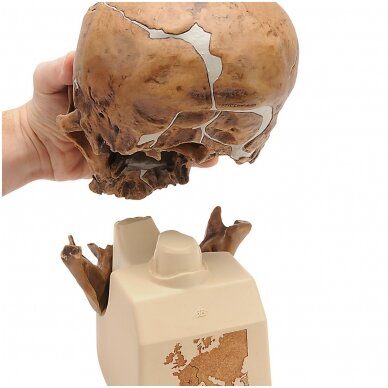 Homo Neanderthalensis kaukolė (La Chapelle-aux-Saints 1) 1