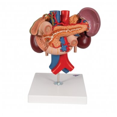 Inkstų modelis su užpakalinės dalies organais viršutinėje pilvo ertmėje, 3 dalys 4 Inkstų modelis su užpakalinės dalies organais viršutinėje pilvo ertmėje, 3 dalys 4
