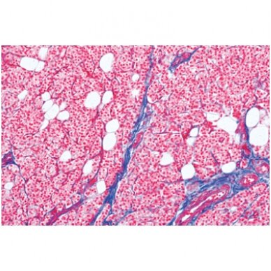 Įprasta žmogaus histologija, didelis rinkinys, II dalis - mikroskopiniai preparatai Įprasta žmogaus histologija, didelis rinkinys, II dalis - mikroskopiniai preparatai