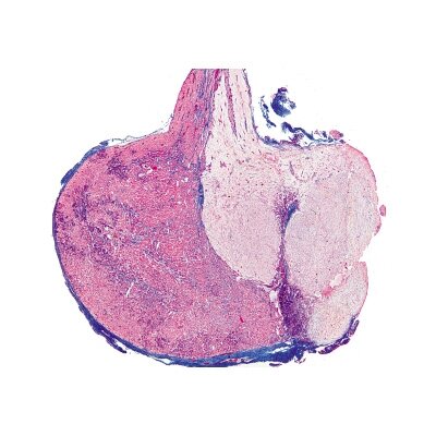 IV serija. Hormonų organai ir hormoninė funkcija - mikroskopiniai preparatai IV serija. Hormonų organai ir hormoninė funkcija - mikroskopiniai preparatai