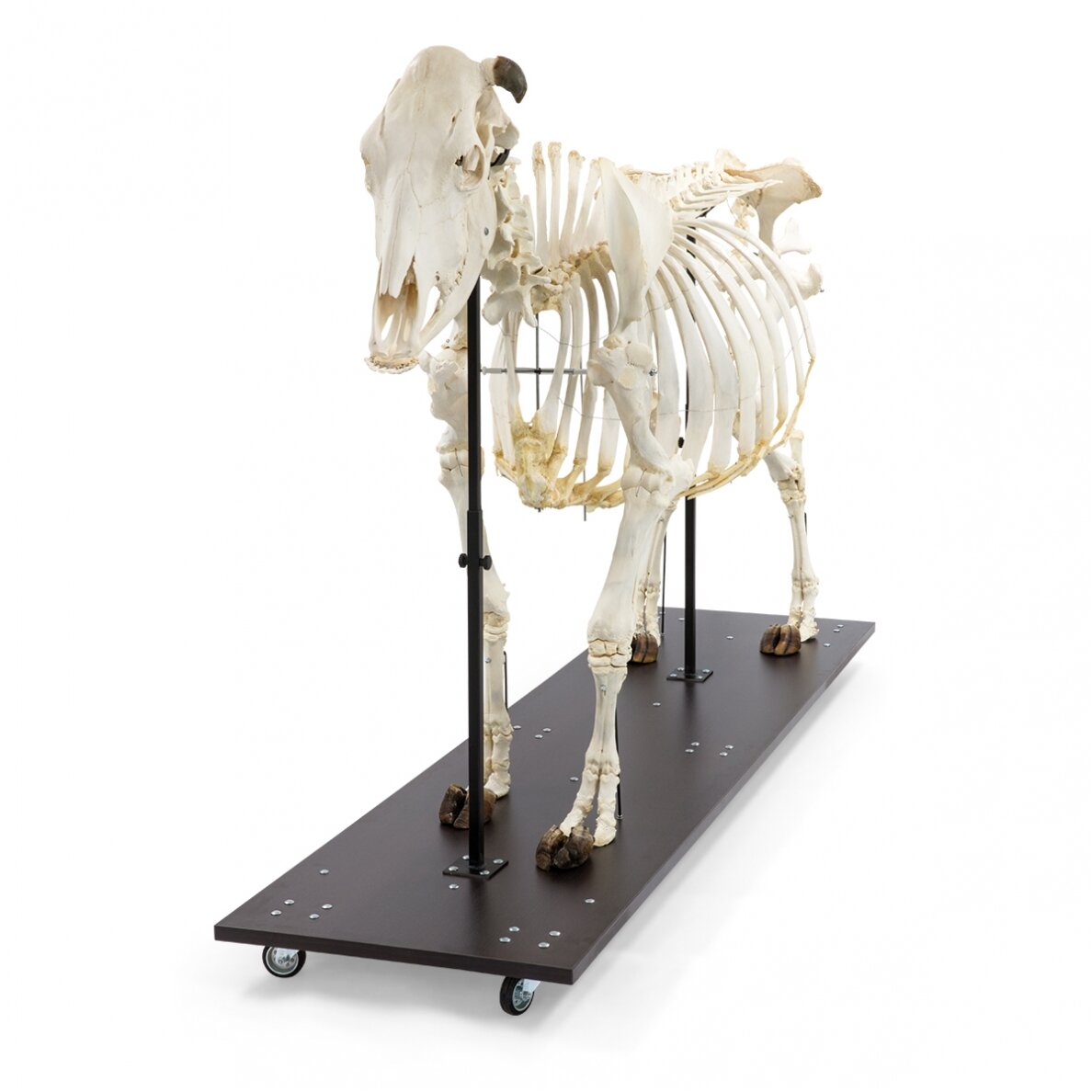 Karvės skeletas (Bos taurus), su ragais, surinktas 1 Karvės skeletas (Bos taurus), su ragais, surinktas 1