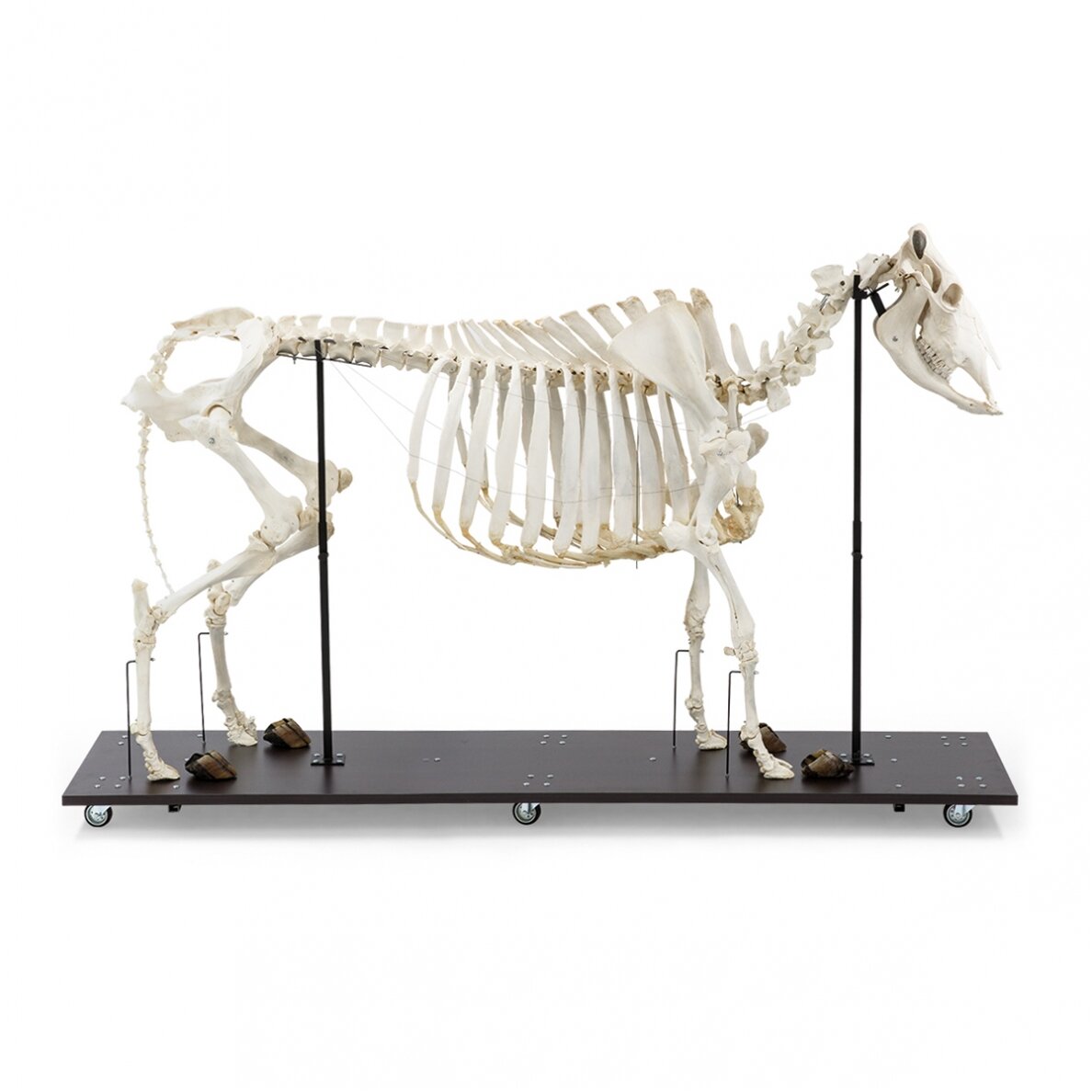 Karvės skeletas (Bos taurus), su ragais, surinktas Karvės skeletas (Bos taurus), su ragais, surinktas