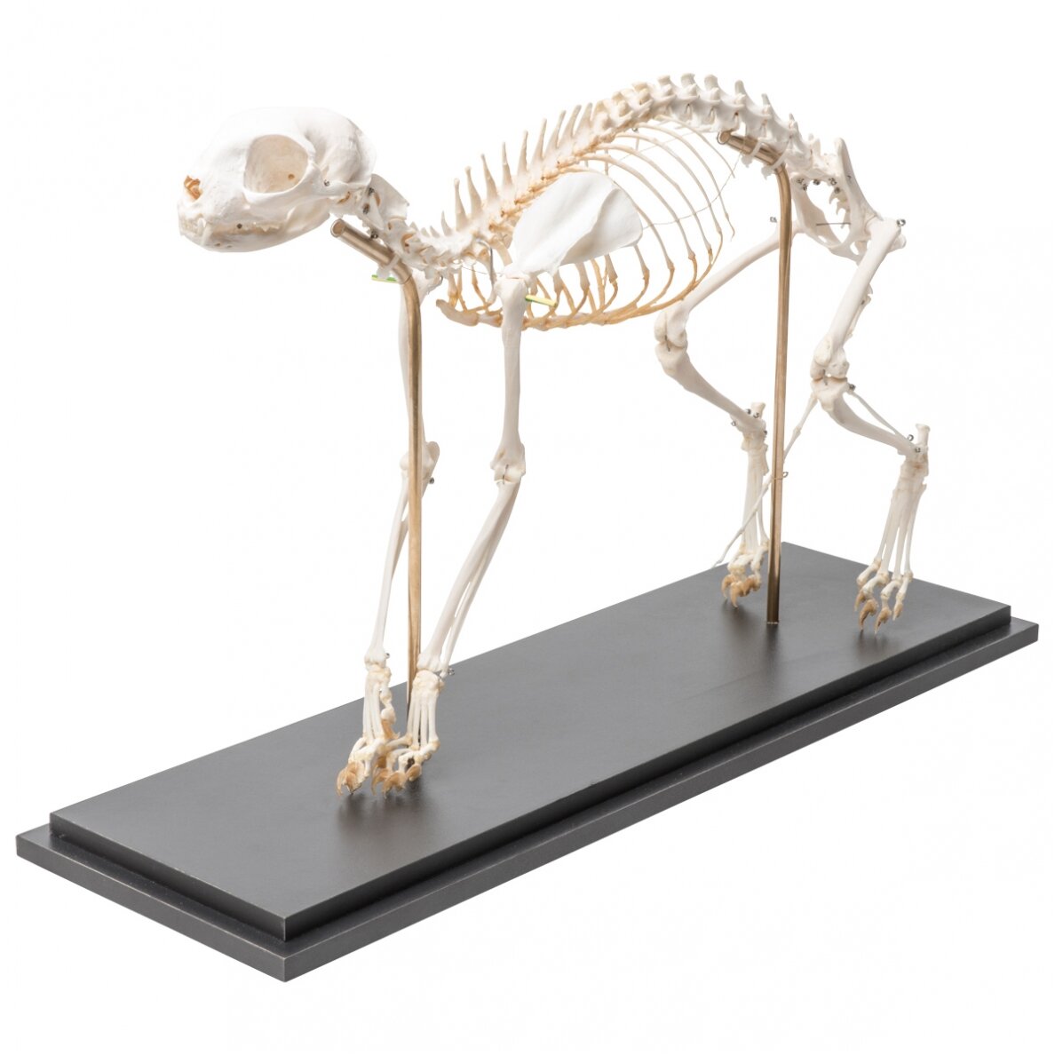 Katės skeletas (Felis catus), lanktus, pavyzdys 1