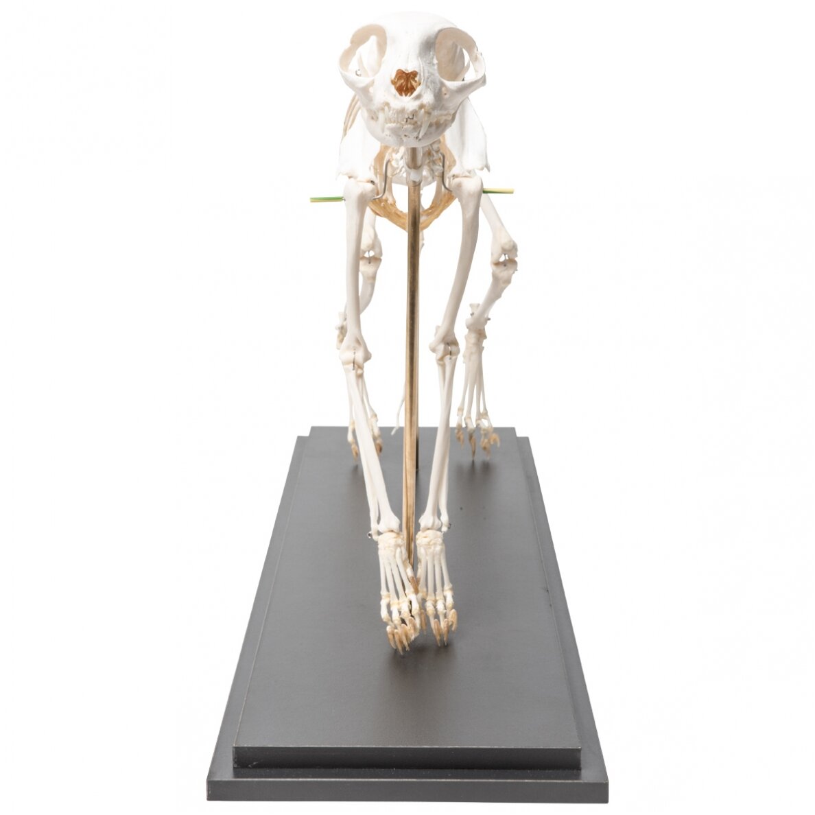 Katės skeletas (Felis catus), lanktus, pavyzdys 2 Katės skeletas (Felis catus), lanktus, pavyzdys 2